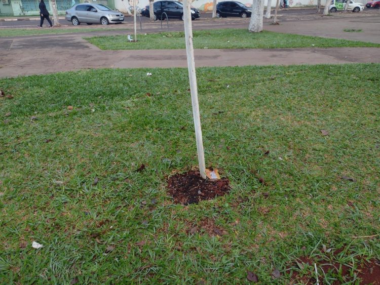 Ipês do memorial às vítimas da Covid-19 em Foz estão sendo arrancados