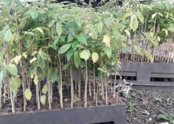 IAT fará distribuição de mudas de árvores em troca de alimentos e ração