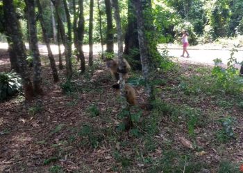 IAT fará nova análise para manejo dos macacos do Jardim Ipê