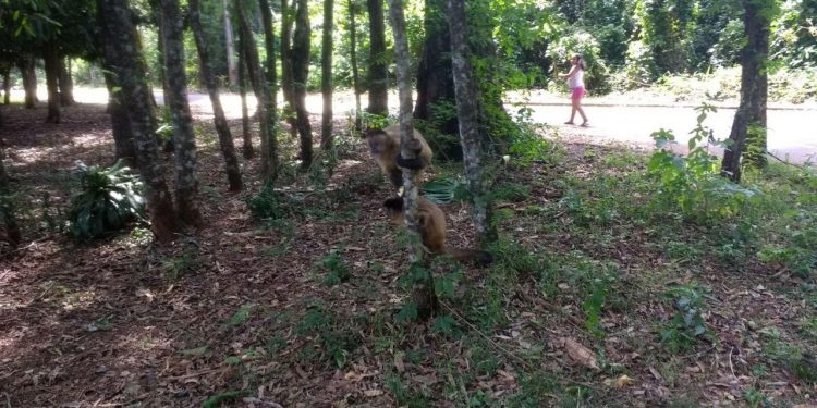 IAT fará nova análise para manejo dos macacos do Jardim Ipê