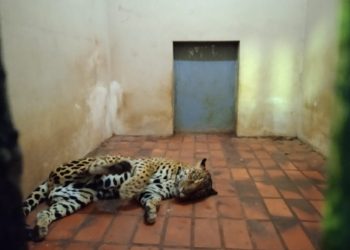 Parte dos animais do Bosque Guarani serão transferidos para Cascavel