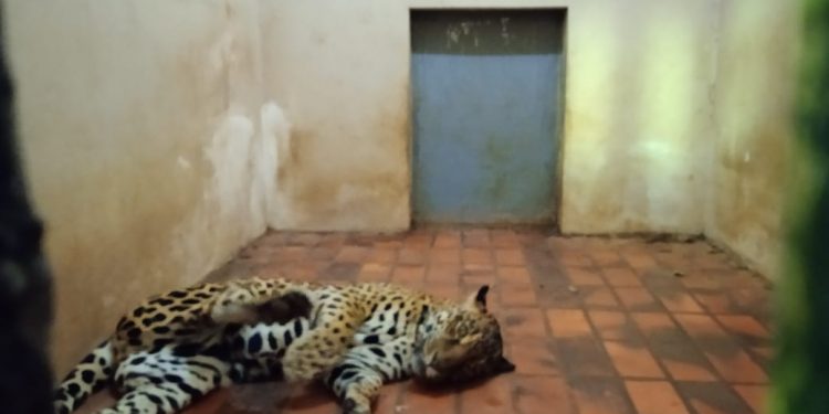 Parte dos animais do Bosque Guarani serão transferidos para Cascavel