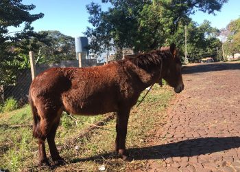 Diretoria de Bem-Estar Animal faz força-tarefa para atender as demandas de maus tratos