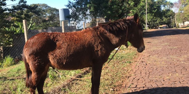 Diretoria de Bem-Estar Animal faz força-tarefa para atender as demandas de maus tratos