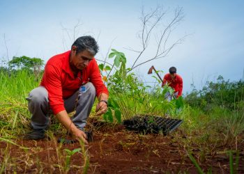 Itaipu comemora o plantio de 24 milhões de árvores