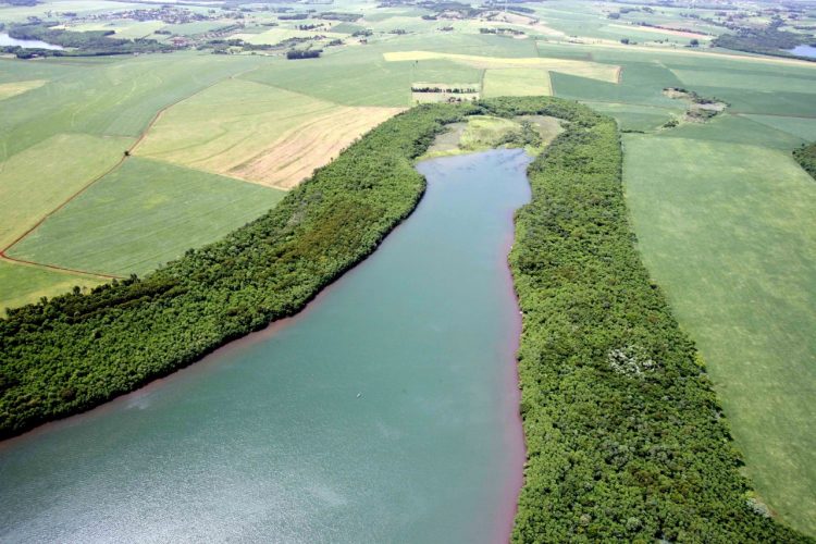 Itaipu comemora o plantio de 24 milhões de árvores