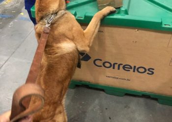 Novo entorpecente é localizado em remessa postal internacional por cães de faro da Receita Federal