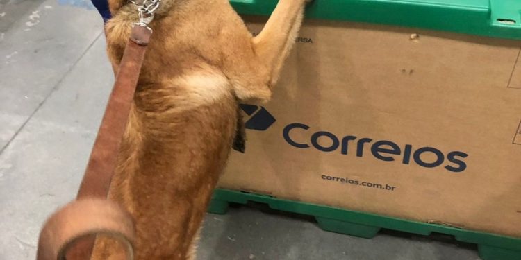 Novo entorpecente é localizado em remessa postal internacional por cães de faro da Receita Federal