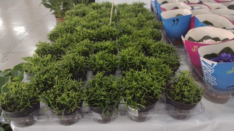 Começa a 21° Ecoflores em Foz do Iguaçu