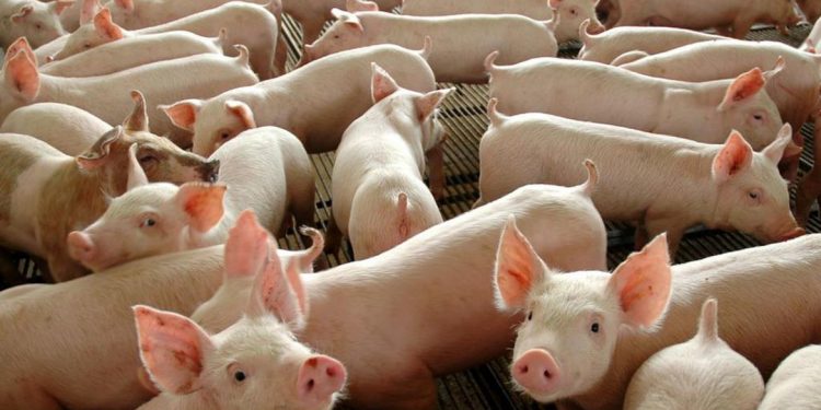Preço da carne suína segue em queda nos supermercados