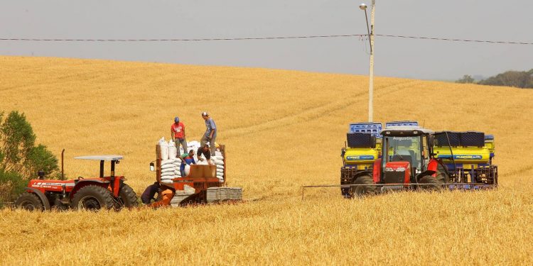 Produtores de milho do Paraná começam plantio da 1ª safra