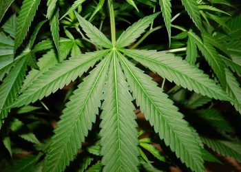 Posse de item para cultivo de maconha não é crime, decide STJ