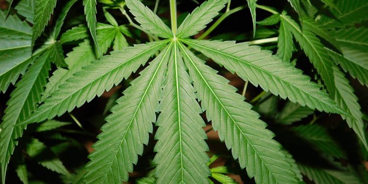 Posse de item para cultivo de maconha não é crime, decide STJ