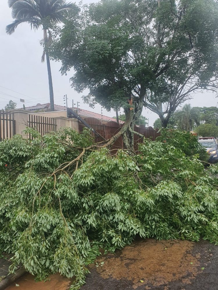 Chuva derruba árvores e faz Rio Boicy transbordar em Foz do Iguaçu