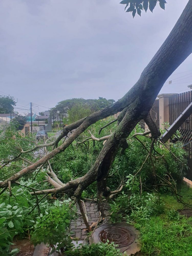 Chuva derruba árvores e faz Rio Boicy transbordar em Foz do Iguaçu