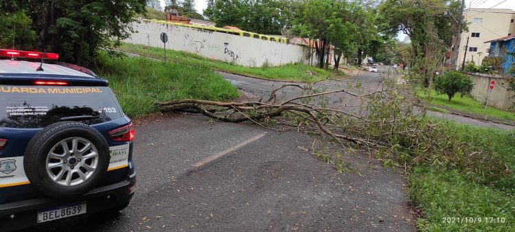 Chuva derruba árvores e faz Rio Boicy transbordar em Foz do Iguaçu