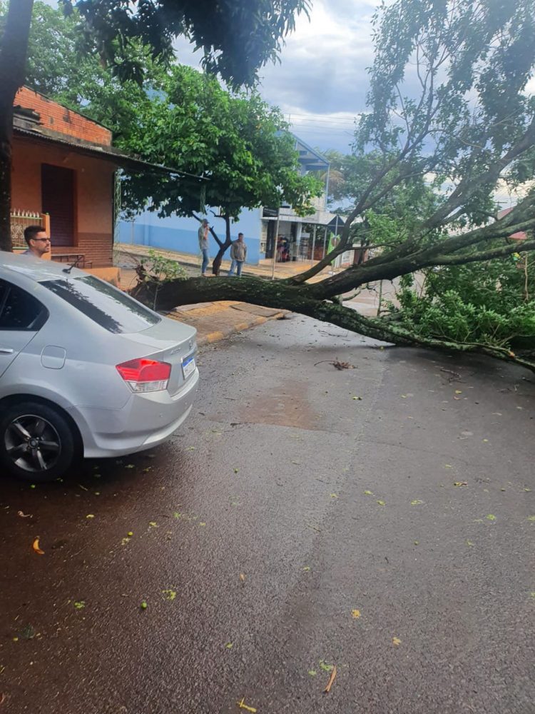 Chuva derruba árvores e faz Rio Boicy transbordar em Foz do Iguaçu