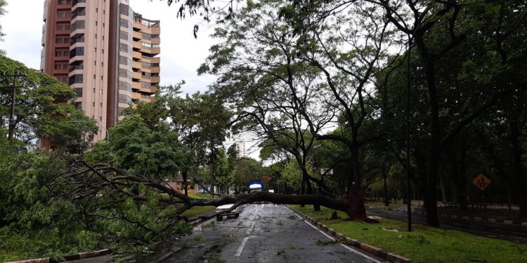Tempestade derruba árvore na Avenida Paraná