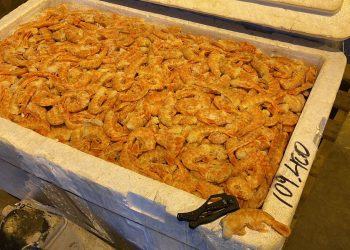 140 quilos de camarão são apreendidos pela Receita Federal e BPFron