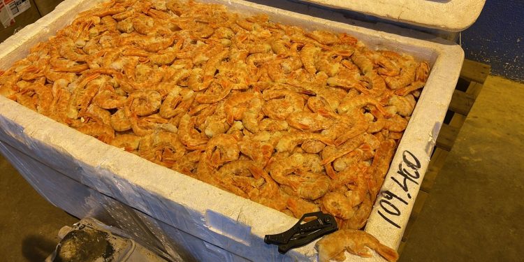 140 quilos de camarão são apreendidos pela Receita Federal e BPFron
