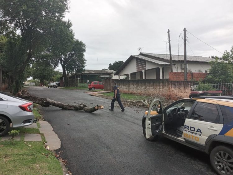 Chuva derruba árvores e faz Rio Boicy transbordar em Foz do Iguaçu