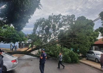 Chuva derruba árvores e faz Rio Boicy transbordar em Foz do Iguaçu