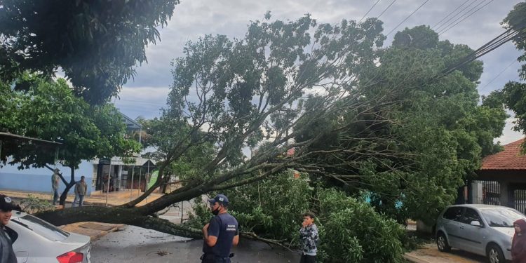 Chuva derruba árvores e faz Rio Boicy transbordar em Foz do Iguaçu