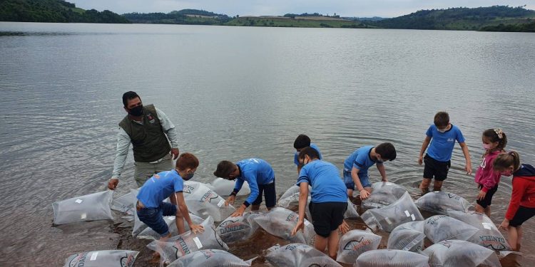 Rio Iguaçu recebe mais 310 mil peixes nativos em ação do Estado