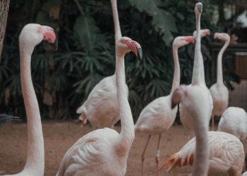 Parque das Aves cancela visitação por morte de flamingos
