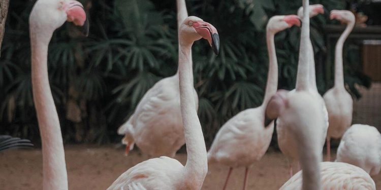 Parque das Aves cancela visitação por morte de flamingos