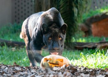 Animais do Refúgio Biológico de Itaipu ganham “gostosuras” no Halloween