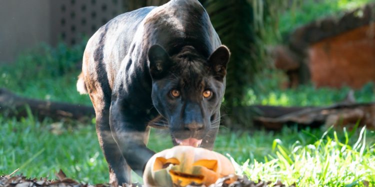 Animais do Refúgio Biológico de Itaipu ganham “gostosuras” no Halloween