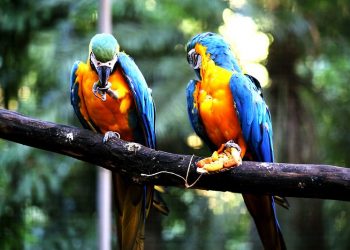 Animais do Bosque Guarani começam a ser transferidos nesta semana