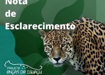 Projeto Onças do Iguaçu emite nota após onças invadirem Parque das Aves