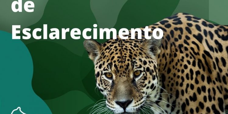 Projeto Onças do Iguaçu emite nota após onças invadirem Parque das Aves