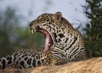 Dia Nacional da Onça-pintada é comemorado hoje, 29 de novembro