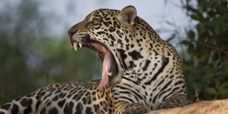 Dia Nacional da Onça-pintada é comemorado hoje, 29 de novembro