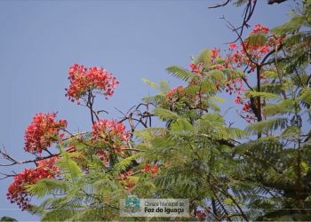 Vereadora quer proibir cultivo e plantio de árvores maléficas às abelhas e ao meio ambiente