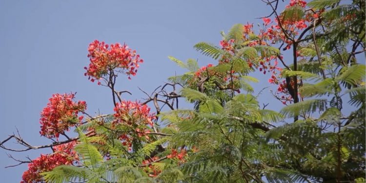 Vereadora quer proibir cultivo e plantio de árvores maléficas às abelhas e ao meio ambiente