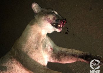 Onça-parda é atropelada e morta em Santa Helena