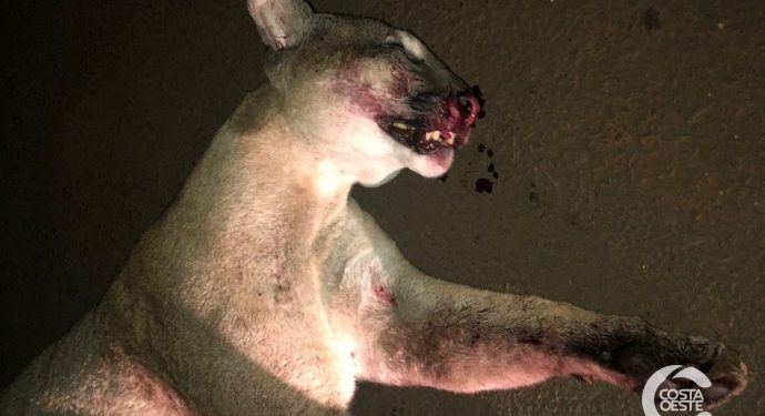 Onça-parda é atropelada e morta em Santa Helena