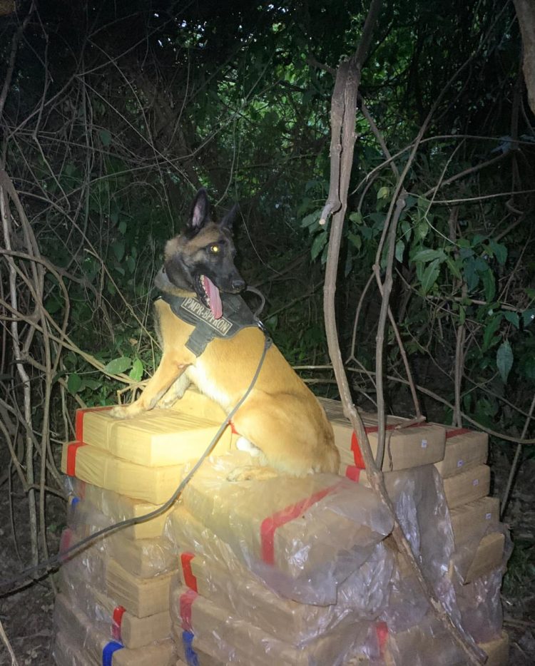 Forças de Segurança recuperam veículos e apreendem mais de uma tonelada de drogas