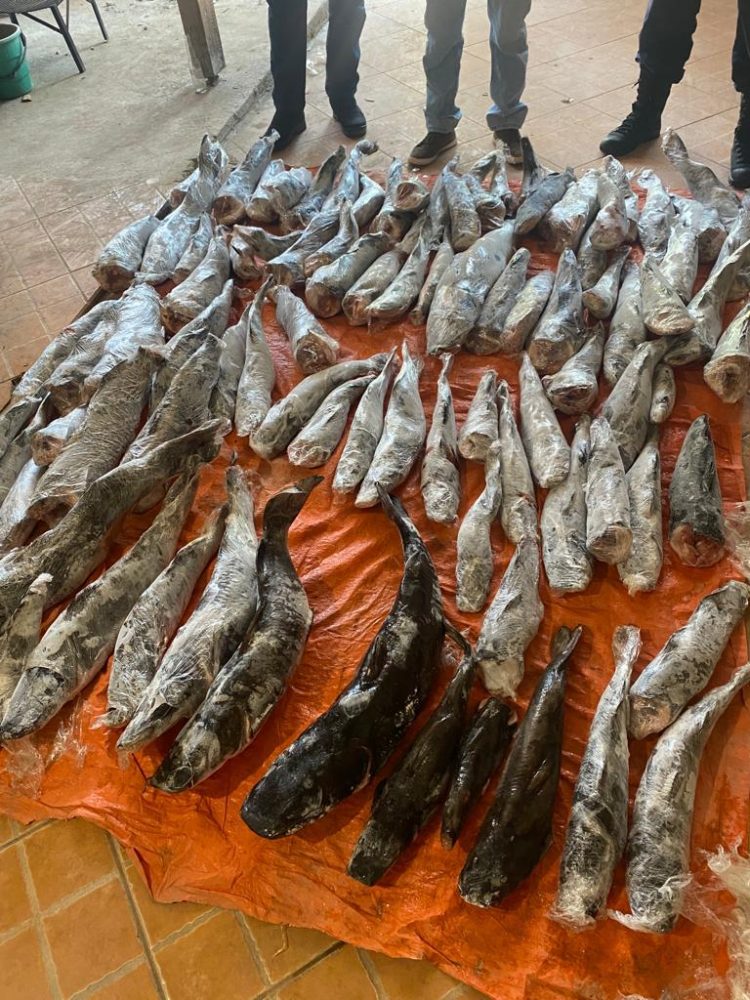 Polícia Federal apreende quase 200kg de peixe oriundo de pesca ilegal no Porto Meira