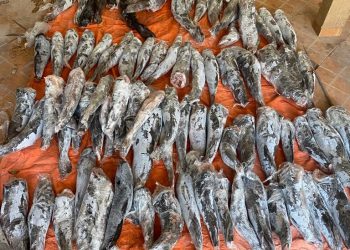Polícia Federal apreende quase 200kg de peixe oriundo de pesca ilegal no Porto Meira