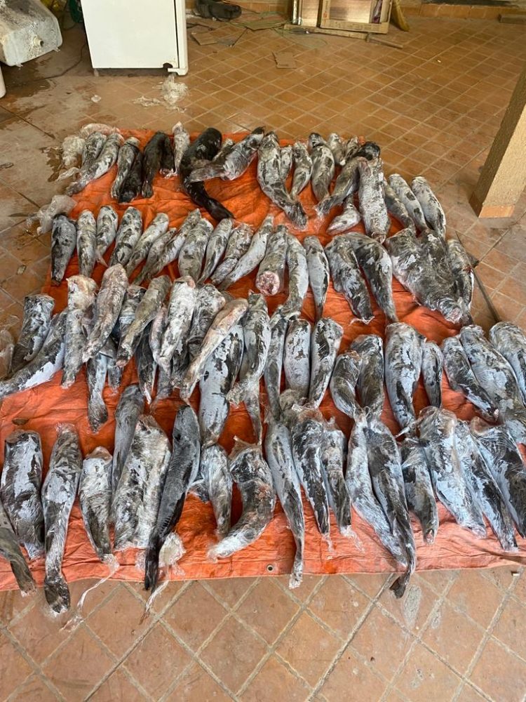 Polícia Federal apreende quase 200kg de peixe oriundo de pesca ilegal no Porto Meira