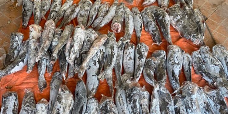 Polícia Federal apreende quase 200kg de peixe oriundo de pesca ilegal no Porto Meira
