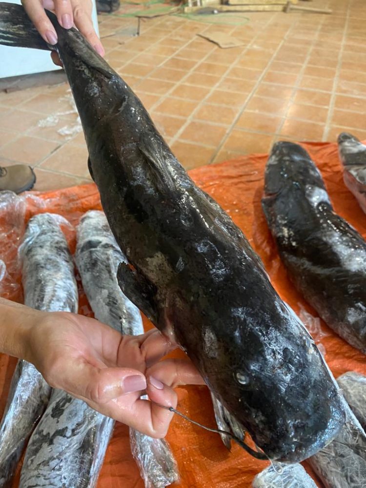 Polícia Federal apreende quase 200kg de peixe oriundo de pesca ilegal no Porto Meira