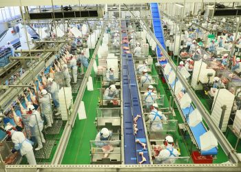 Paraná tem recorde no abate de suínos e mantém liderança na produção de carne de frango