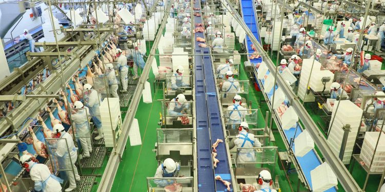 Paraná tem recorde no abate de suínos e mantém liderança na produção de carne de frango