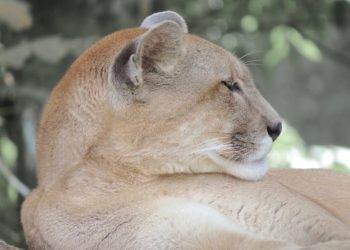Registros de pumas na Itaipu evidenciam a riqueza da biodiversidade local e o sucesso da gestão ambiental